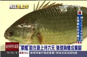 澳走路怪魚1600