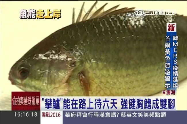 小魚爬上陸地　走路魚攀鱸入侵澳洲