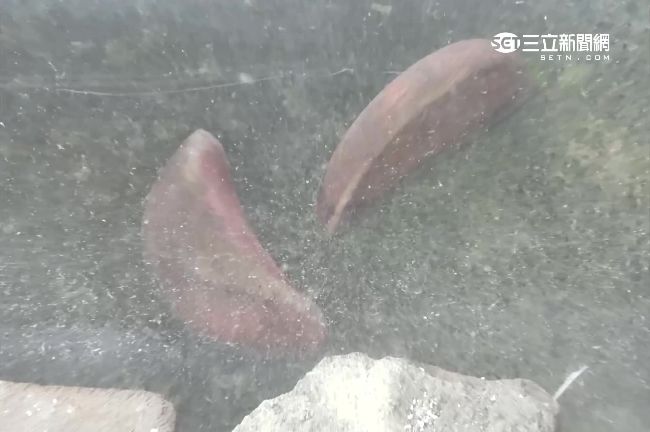 立筊長青苔仍不倒　信眾大呼不可思議