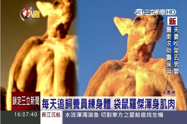 動物界巨石強森　最壯袋鼠羅傑現身