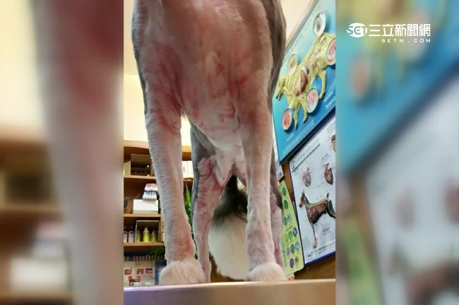 店家剃刀拿捏不準　愛犬剃出滿身血痕