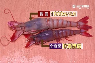 葡萄蝦一斤喊價千元　蝦頭越紫越高貴
