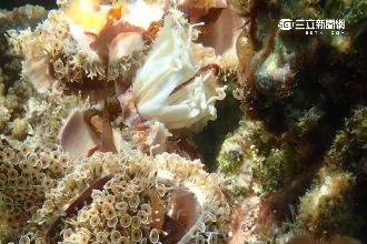 痛心！台灣導遊帶陸客　盜珊瑚採海膽