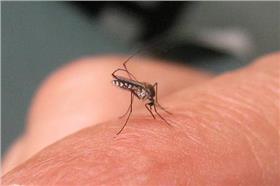 蚊子-flickr-John Tann-https://www.flickr.com/photos/31031835@N08/4236607808/