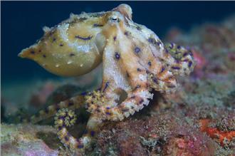 比眼鏡蛇還要毒！藍環章魚出沒東北角