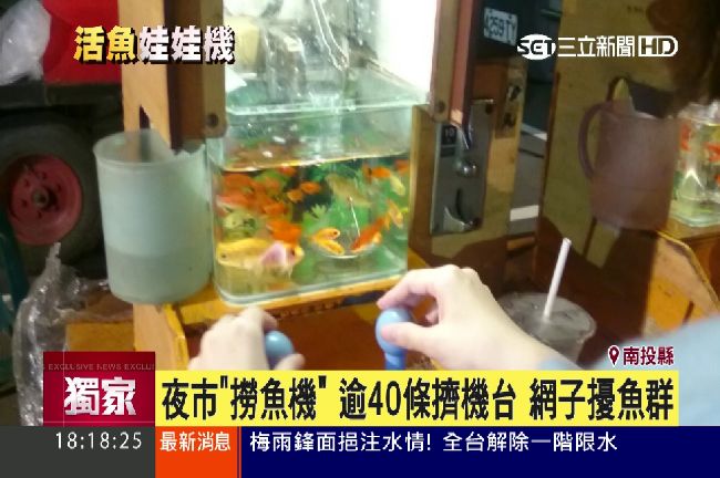 夜市「活體撈魚機」　遭批玩法太殘忍