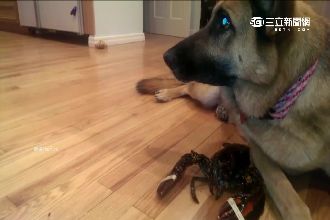 別碰我朋友！狼犬使出苦肉計保護龍蝦