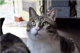 茂呂美耶-貓(AP)