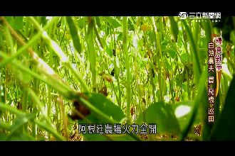 基改糧倉！阿根廷成「解救飢荒」救星