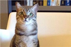 蔡英文,想想,訪美,貓奴,外交▲圖／取自蔡英文 Tsai Ing-wen臉書