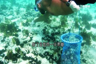 島國巴林的血淚史！採珍珠人冒死撈珠