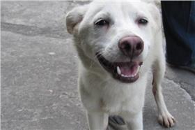 動保,花蓮,台南,安樂死　圖／翻攝自《花蓮流浪動物中途之家》臉書