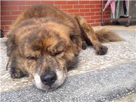 校狗　圖／翻攝自《竹中校狗》臉書