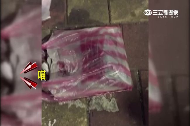 黏鼠板虐貓當垃圾　女大生領養助脫困