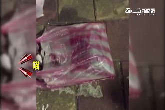 黏鼠板虐貓當垃圾　女大生領養助脫困