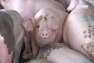 人投胎轉世？傳宰殺五爪豬恐招厄運