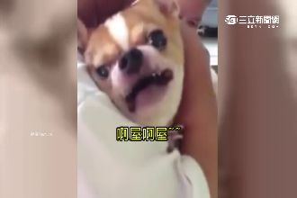 影／不想剪指甲！吉娃娃慘叫「不要」