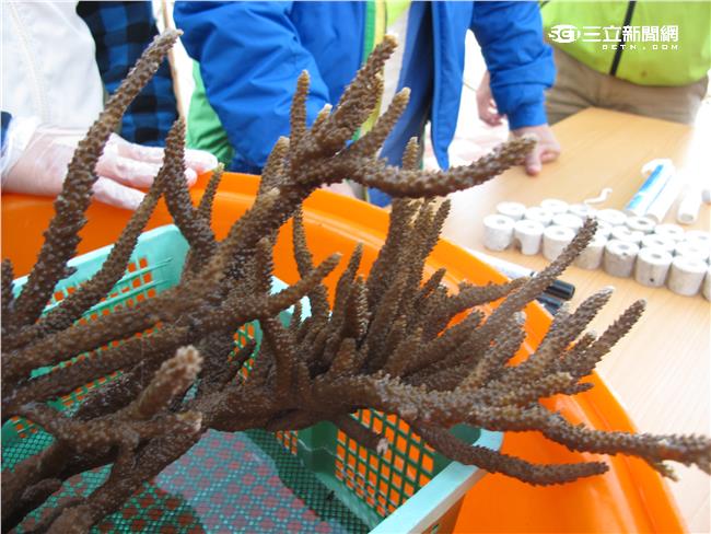 種水果、種菜，但你聽過種珊瑚嗎？