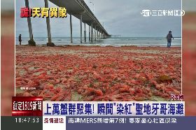龍蝦霸海灘1800