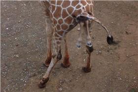 長頸鹿,六福村,獸醫,生產,阿河▲圖／翻攝自PTT