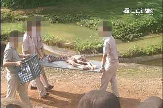 網友直擊長頸鹿生產　批園方應變太慢