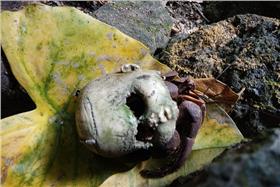 綠島,台東,寄居蟹,鬼娃娃,環境保育-綠島練習曲粉絲專頁／攝影者：侯政廉-https://www.facebook.com/igreenislandgo/photos/a.255273074597479.1073741828.247376892053764/391984984259620/?type=1&permPage=1