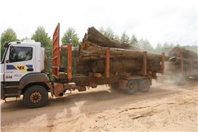 熱帶雨林,印尼　圖／達志影像／路透社