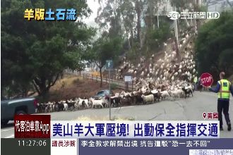 萬羊奔騰！美山羊吃草如羊版土石流