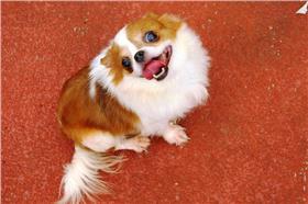 動保,新北市,代言犬　圖／翻攝自《新北市動保代言犬票選活動》網頁