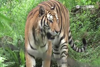 猛獸大逃亡　鐵籠關六虎疑發情逃脫