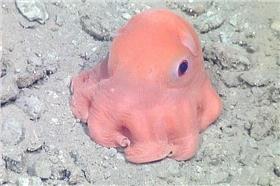 粉紅章魚、新物種-翻攝自每日郵報-http://www.dailymail.co.uk/news/article-3125869/Scientist-considers-naming-unclassified-octopus-species-Adorabilis-overcome-big-eyed-cuteness-deep-sea-creature.html