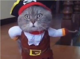 貓貓（轉載自China.org.cn Arabic臉書）