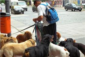 遛狗,狗,狗奴▲圖／攝影者NinaZed, flickr CC License
https://www.flickr.com/photos/ninazed/4229581501/in/photolist-7rKHdZ-rD39wW-rbuFyn-eSBzoJ-eW2y2o-FnFEU-ohti73-oG93p-9ZiFee-rk1PeE-9fVSH9-bkDv1u-obi19J-otKfXL-8oQXDa-7sPoMs-edz9zK-7KaKDY-eS3fYf-eHmTb-nGVxAH-bmXa27-f57hhF-n2FsSZ-DhWmE-qmkd8F-cvQcFb-2Q9TSa-cVCYmW-2ZVD-iLcd4U-jYjHpR-niTubV-8br7Yy-4ixfQx-rgu5AK-dURwXP-6Zfqek-pmhgR4-cQCe6-9bj4jC-dN2qHc-fFLAs6-9Ng411-dMDdgA-oGj5Ch-eUx7gU-edFWtn-qrt7ov-oDUUZs