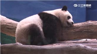 圓仔兩歲生日了！參加慶生趴先付千元