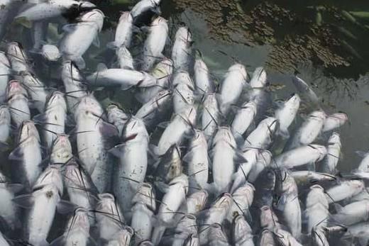 曾文水庫亂放生　魚群通通翻白肚