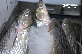 組織胺出現魚就變質　白皮紅肉魚最多