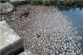 死魚,桃園　圖／翻攝自龍首臉書