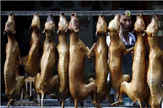 廣西狗肉節慎入！高掛狗屍如人間煉獄