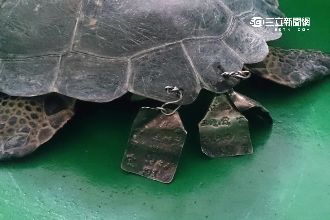綠蠵龜遭不當放生！龜甲掛鐵牌刮爛腳