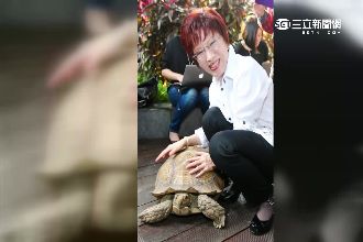 洪秀柱與「龜」投緣　翻轉選情靠牠？