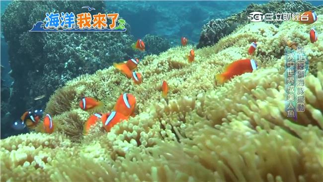 夏天就是要玩水！輕鬆潛水樂消暑