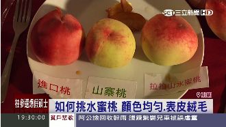 拉拉山水蜜桃來了！7月正值產季