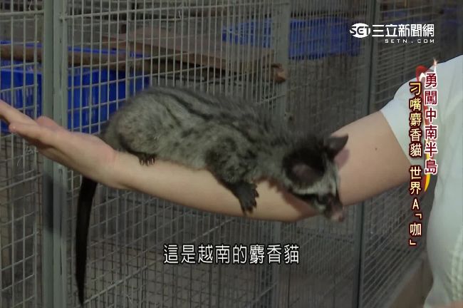 咖啡成液體黃金！越南產量世界第二