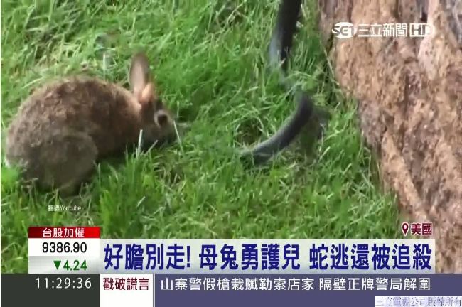 影／敢碰我小孩！最勇母兔追咬大黑蛇