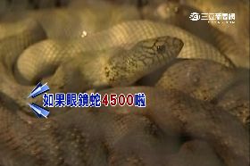 直擊賣放生g1800