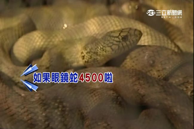 獨家直擊放生專賣店　解救蛇龜要花…