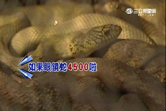 獨家直擊放生專賣店　解救蛇龜要花…