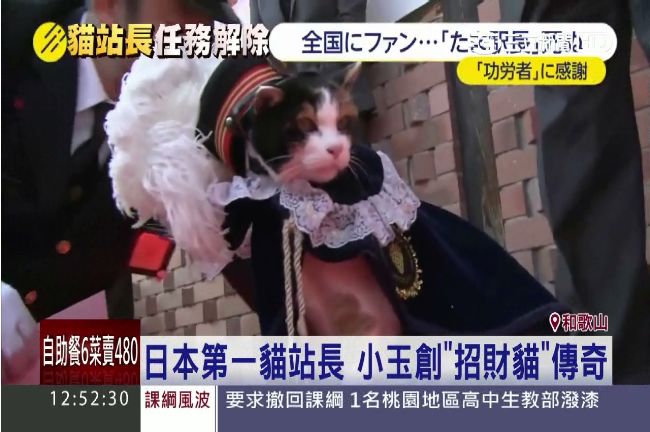 再見！萌萌貓站長小玉　心臟衰竭逝世