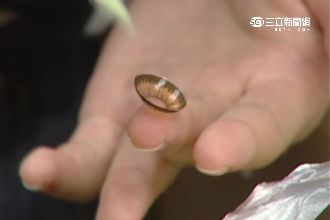 藥妝店違法賣隱形眼鏡　衛生局零開罰