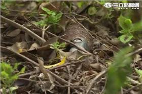 台北吉林路公園未爆彈